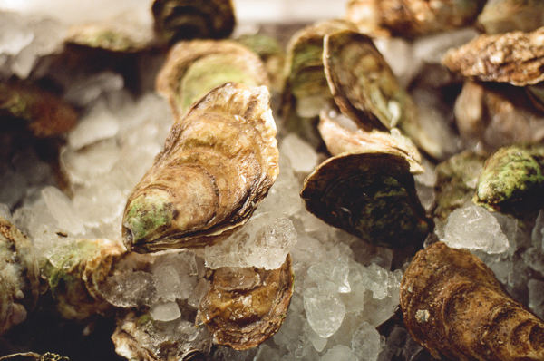oysters on ice