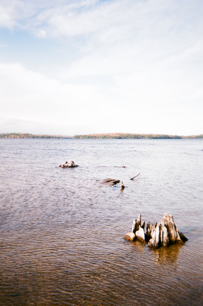 stumps in a lake