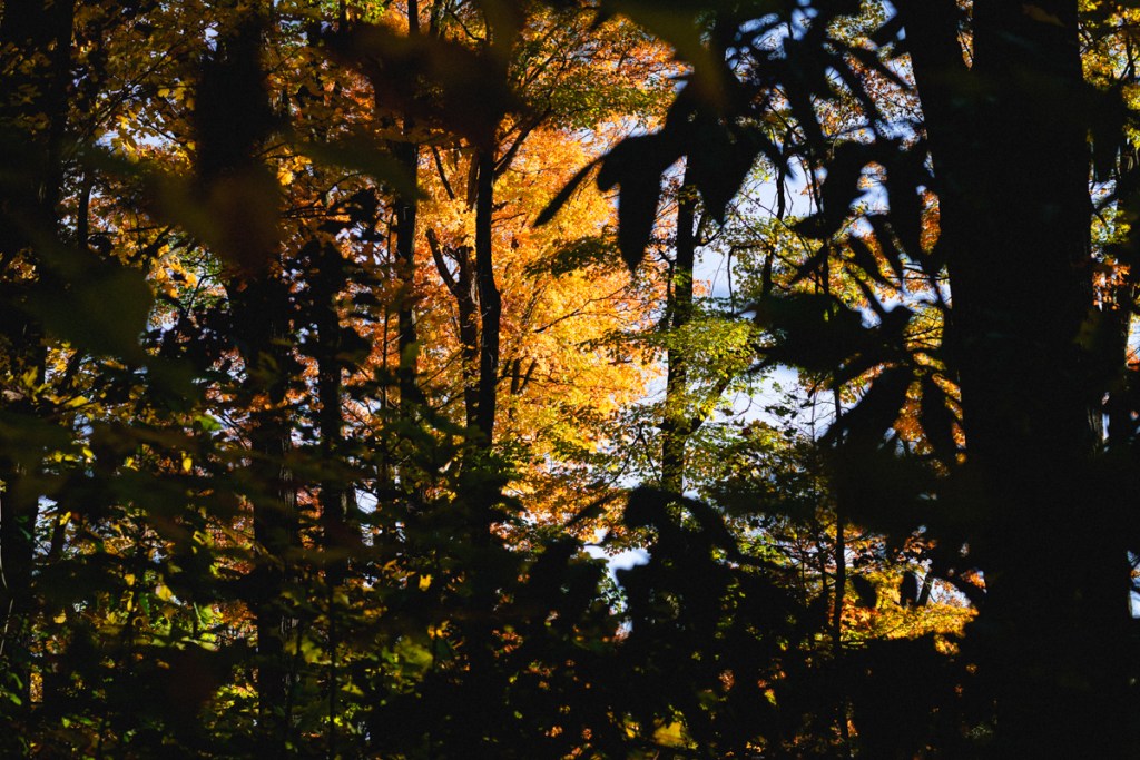 an image of fall foliage