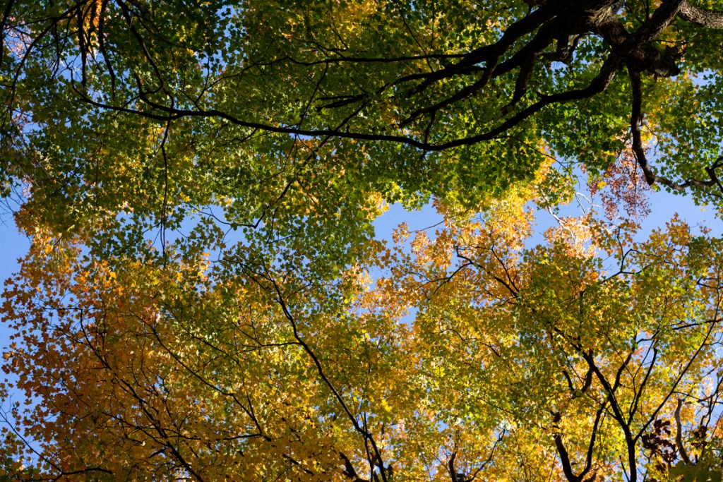 an image of fall foliage