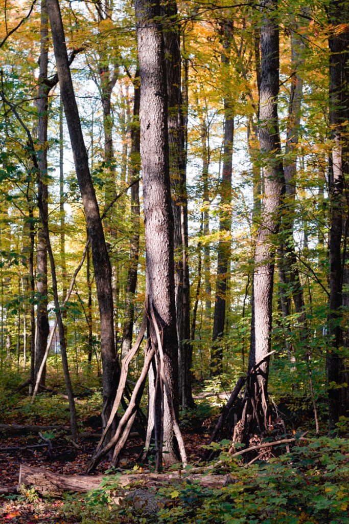 an image of fall foliage