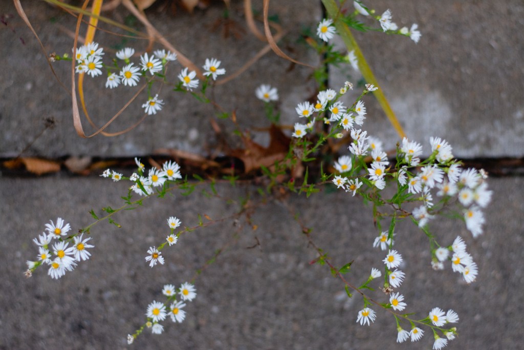 close up of daisy flowers