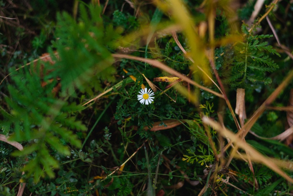 close up of daisy flowers