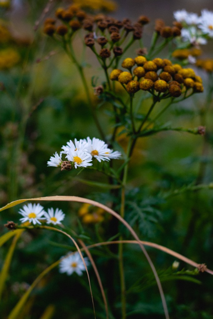 close up of daisy flowers