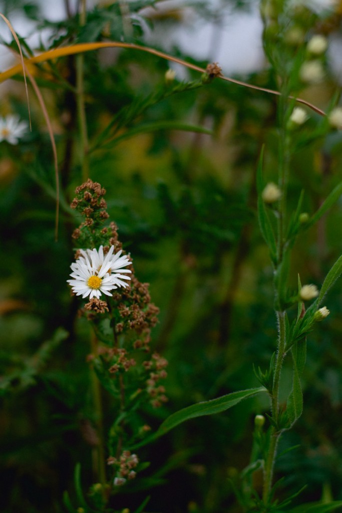close up of daisy flowers