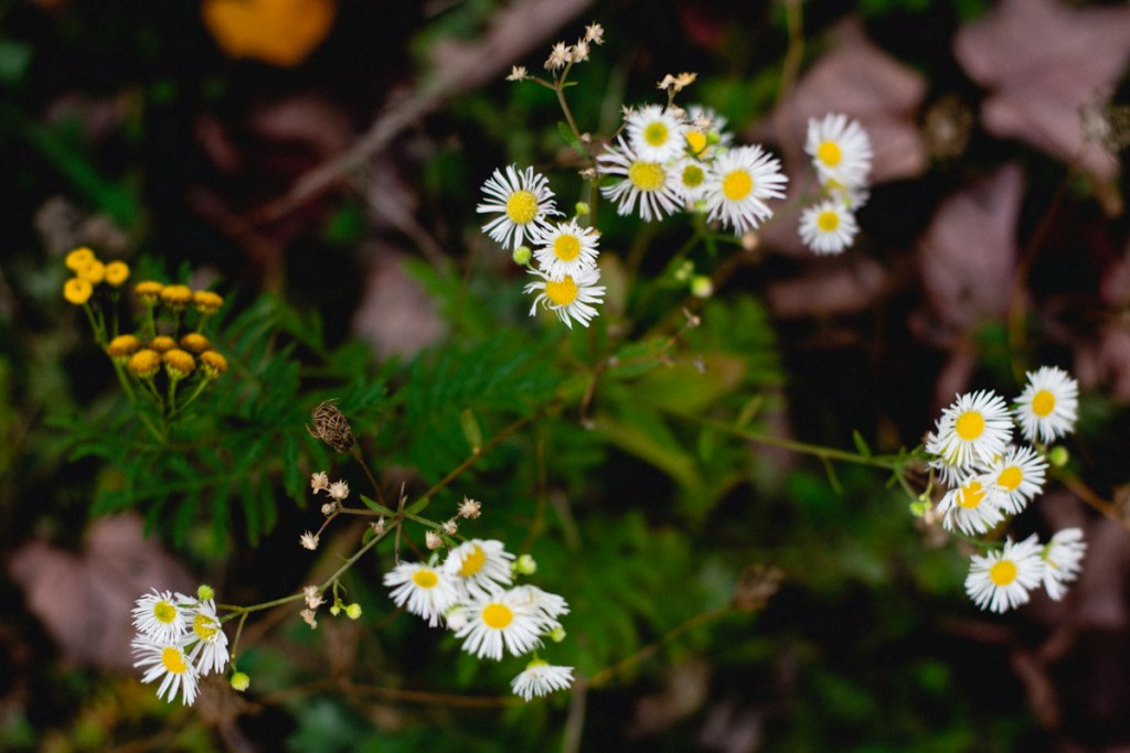 close up of daisy flowers