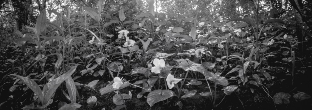 A close up picture of flowers, taken with an Ondu 617 pinhole camera.
