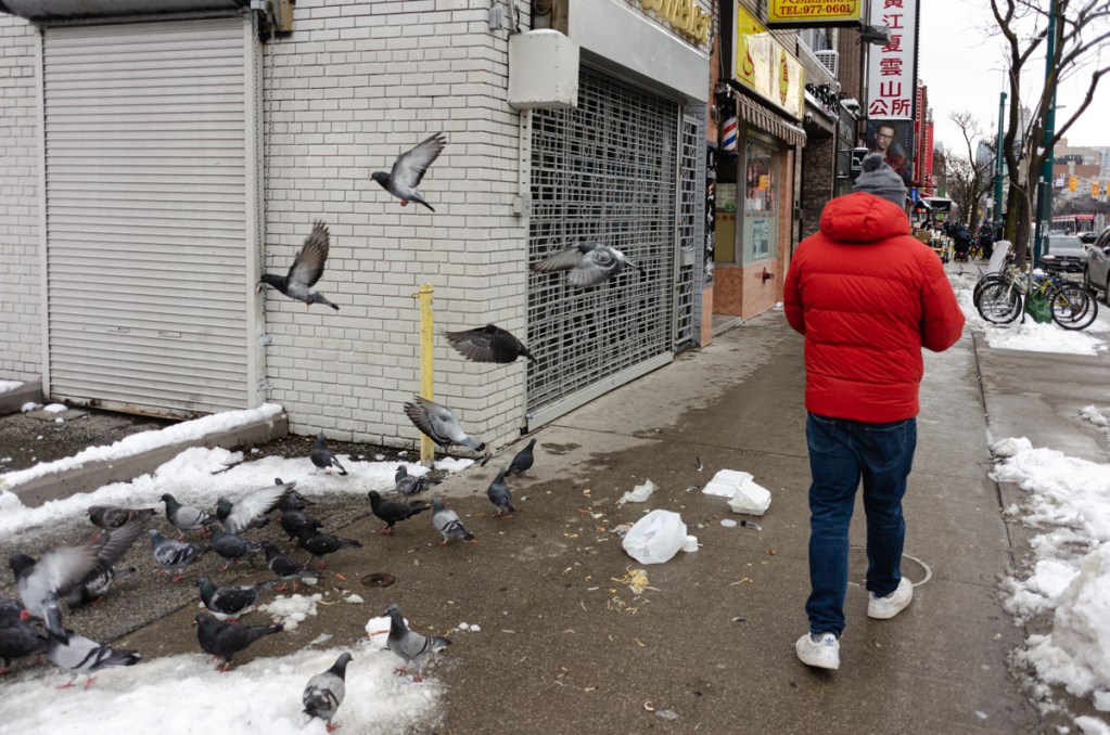 An image of pigeons on the streets of Chinatown in Toronto.