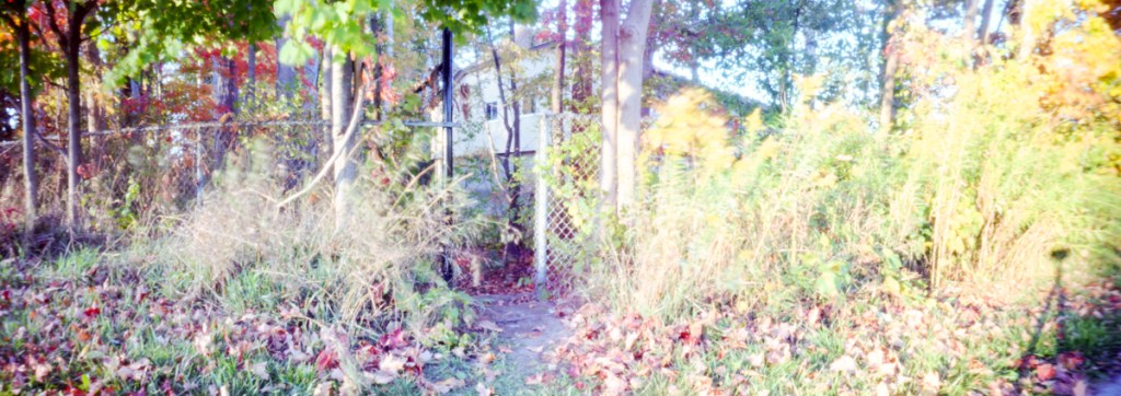 A landscape images of fall leaves in Ontario.