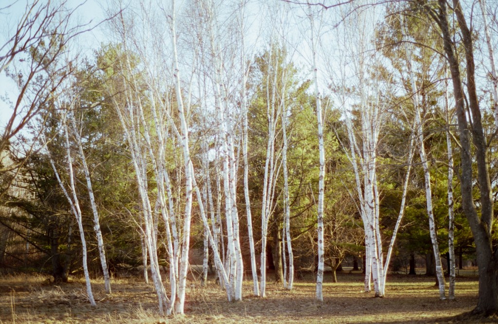 Birch trees at the University of Guelph Arboretum.