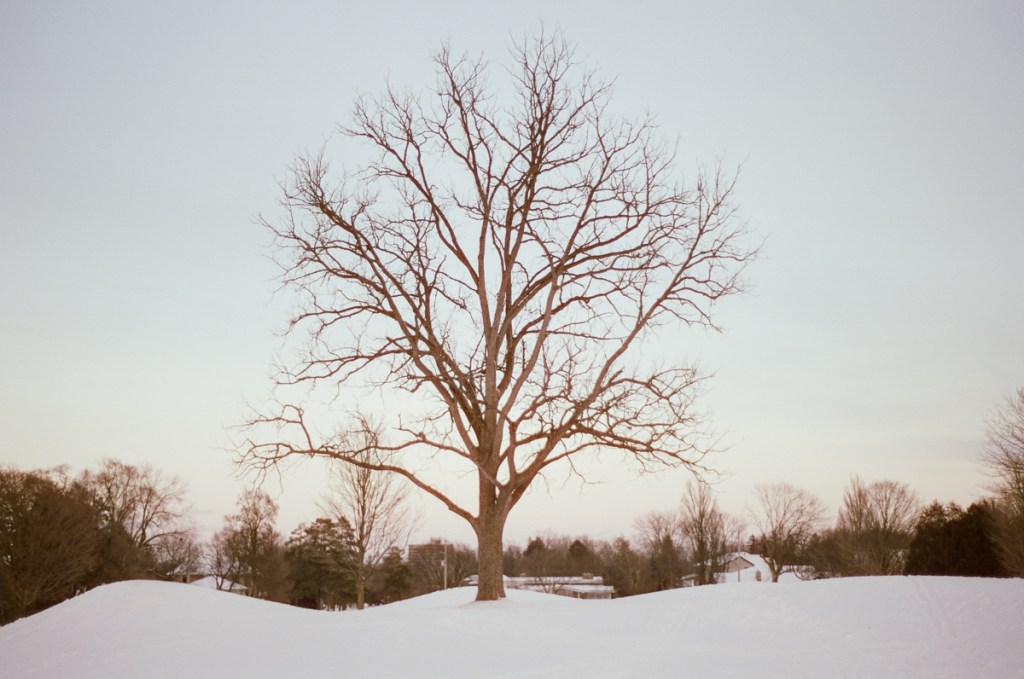 A snowy landscape with a tree.