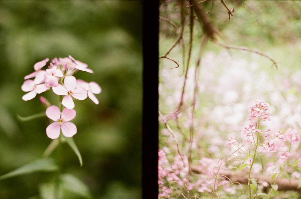 Close ups of flowers.