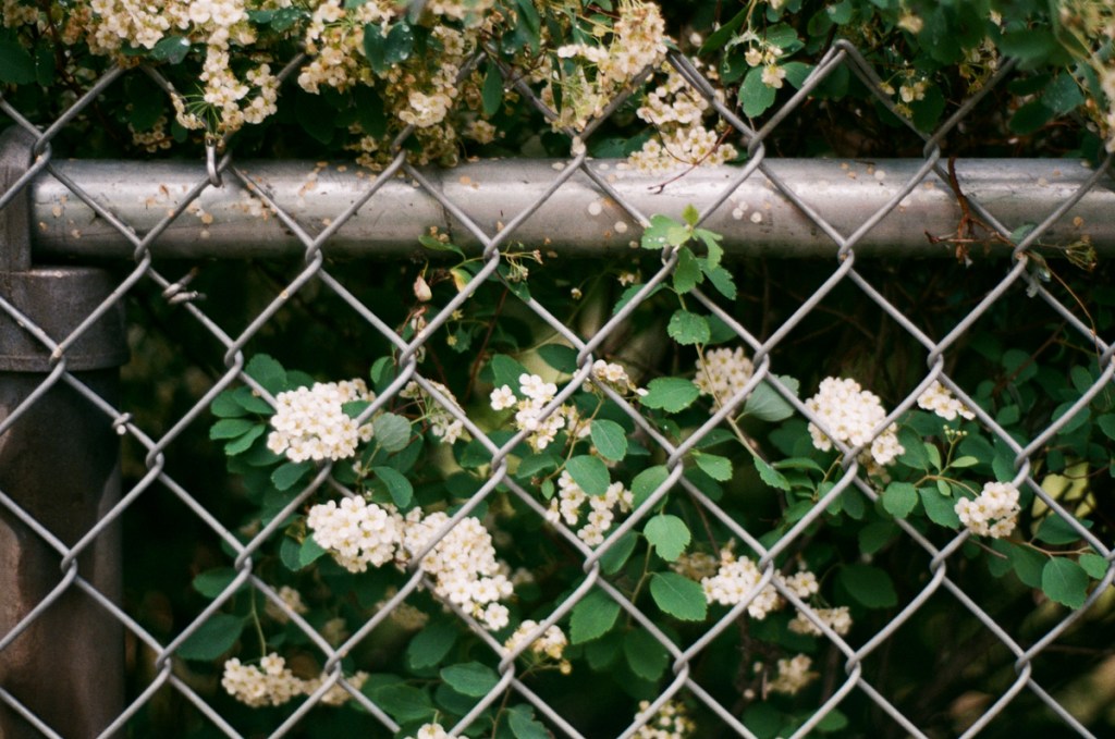 Flowers behind a fence.
