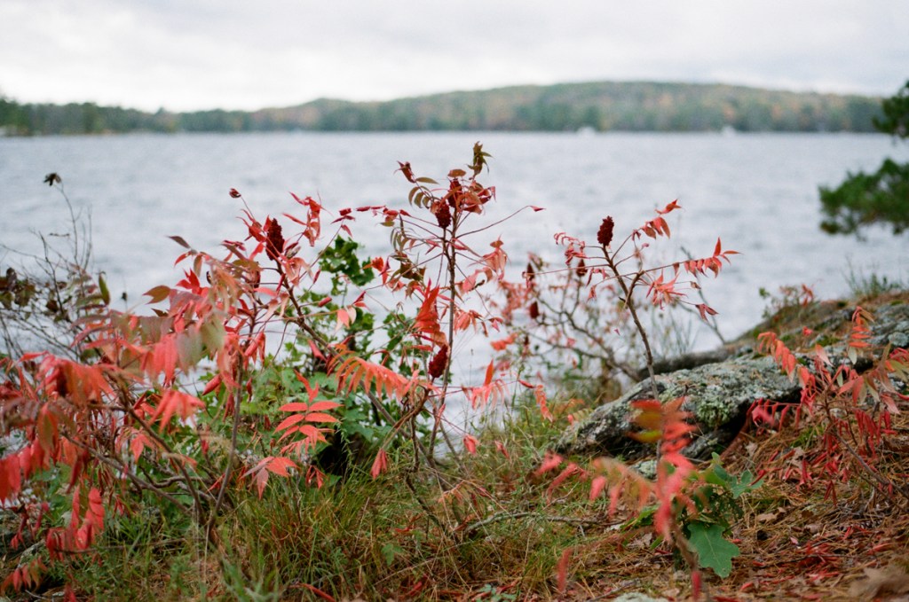 A red fern by a lake.