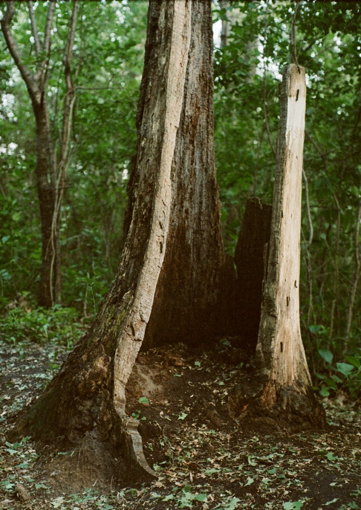 Capturing green hues with Kodak Portra 160 shot on an Olympus Pen F half frame camera with a 40mm f1.4 lens.