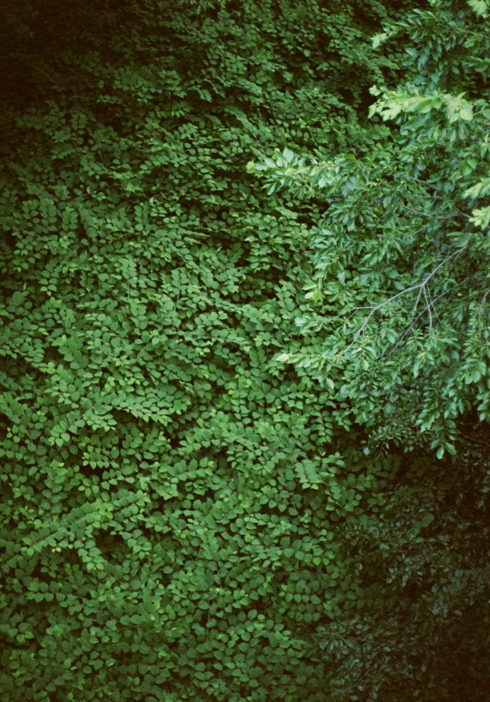 Capturing green hues with Kodak Portra 160 shot on an Olympus Pen F half frame camera with a 40mm f1.4 lens.