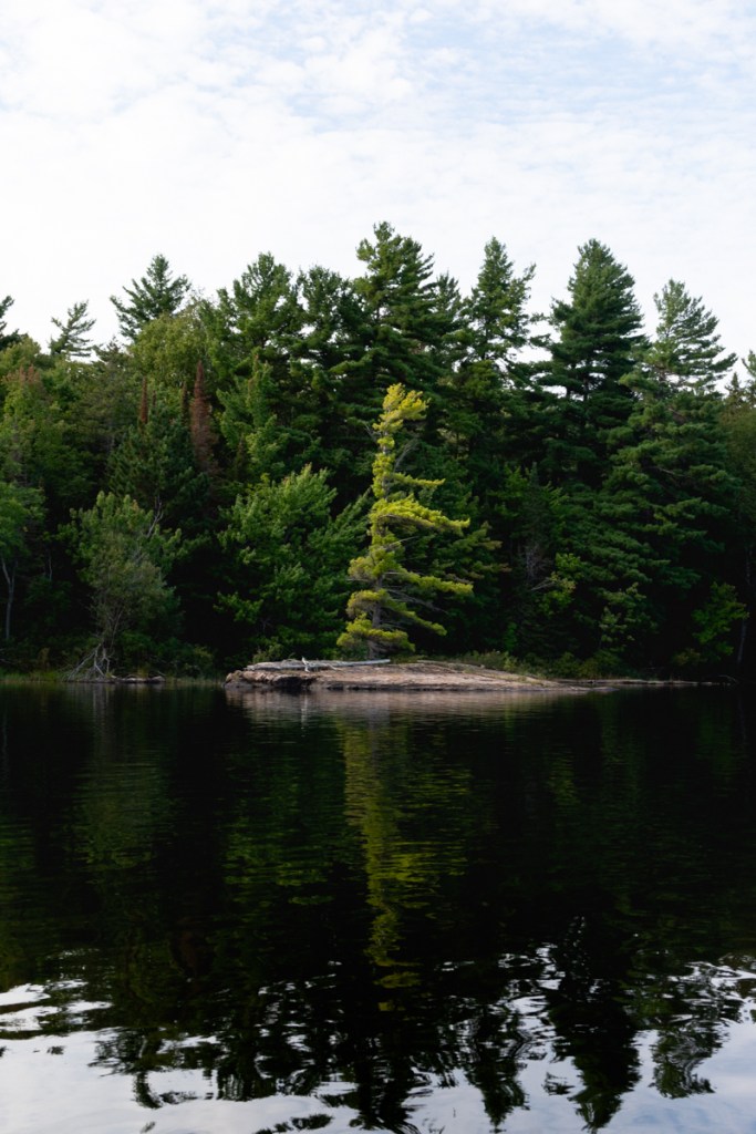 image of a tree in a lake