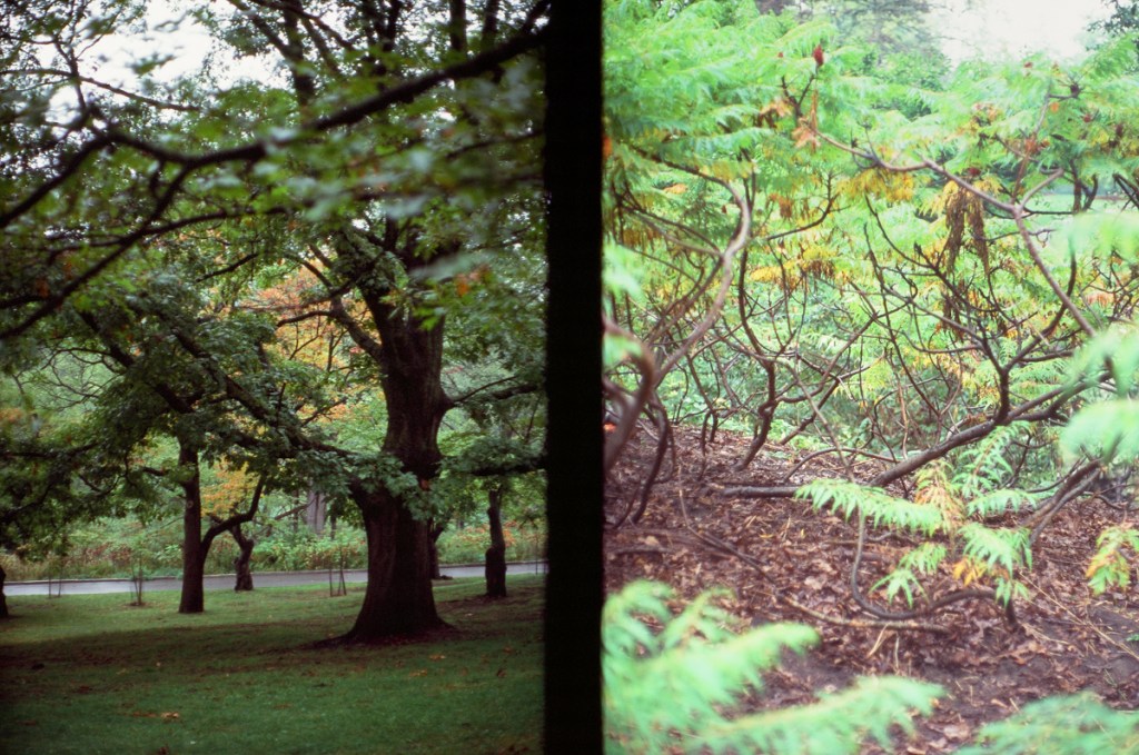 A diptych of landscapes shot at the High Park Arboretum.