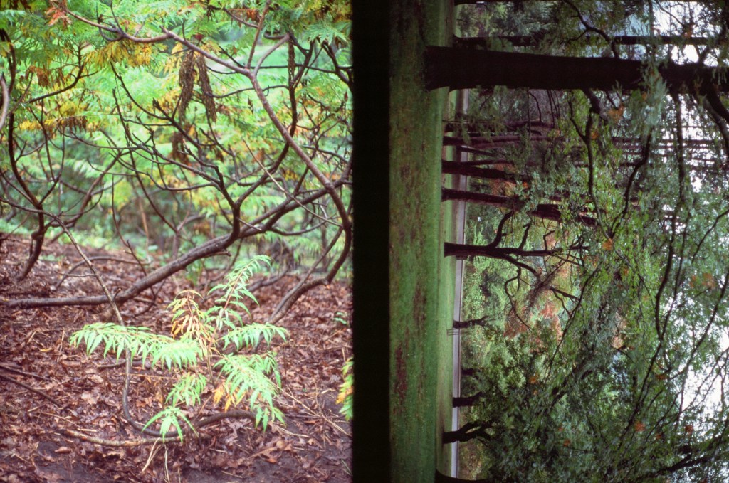 A diptych of landscapes shot at the High Park Arboretum.