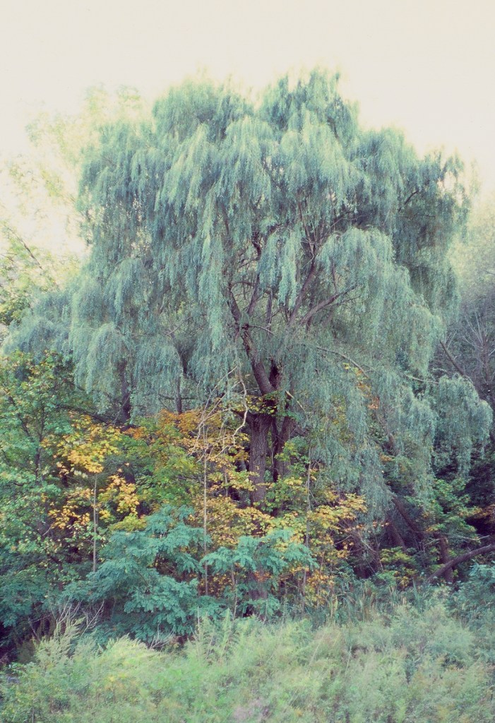 A composite image of trees