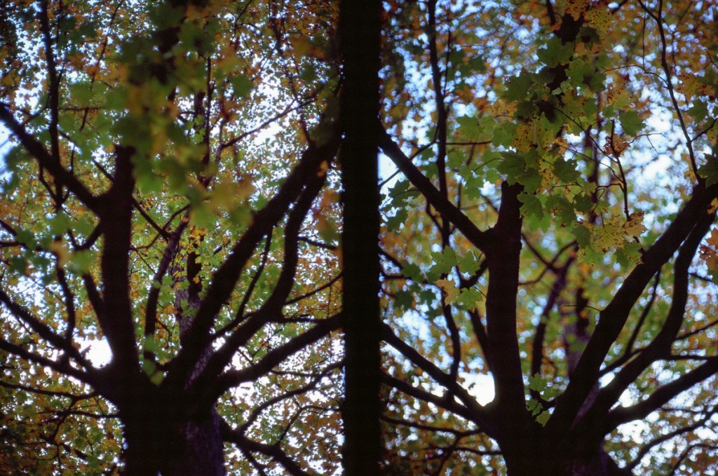 Abstract landscape diptych.