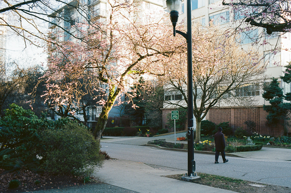 treescape in the west end of vancouver