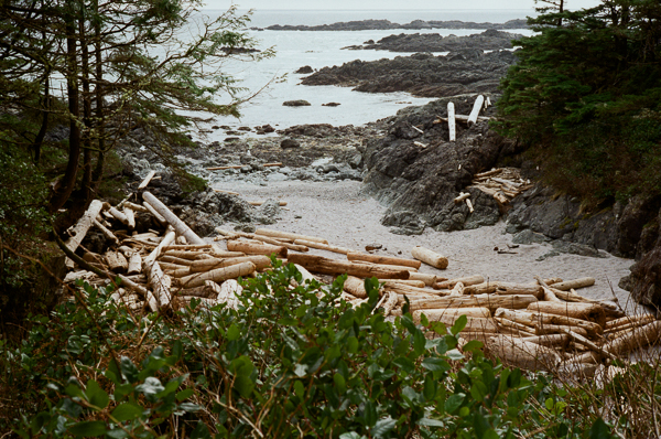 A beach with logs on it