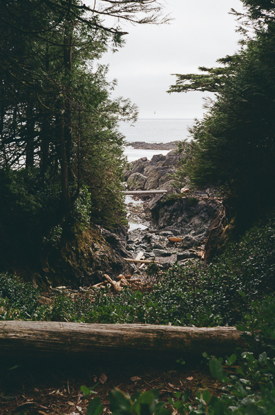 A beach with logs on it