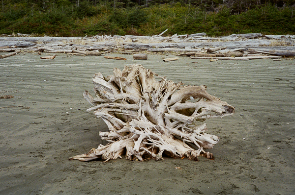 Beach wood on Long Beach, Vancouver Island