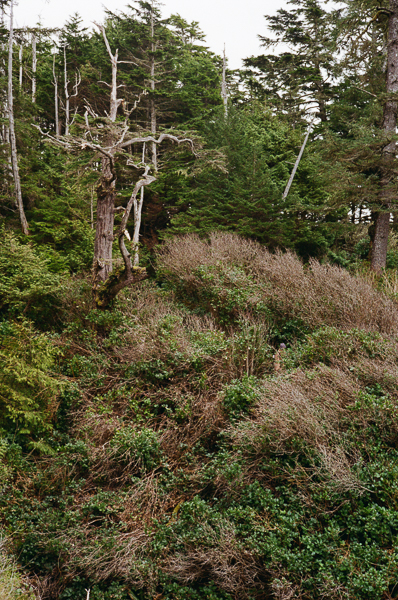 A image of underbrush on the wild pacific trail