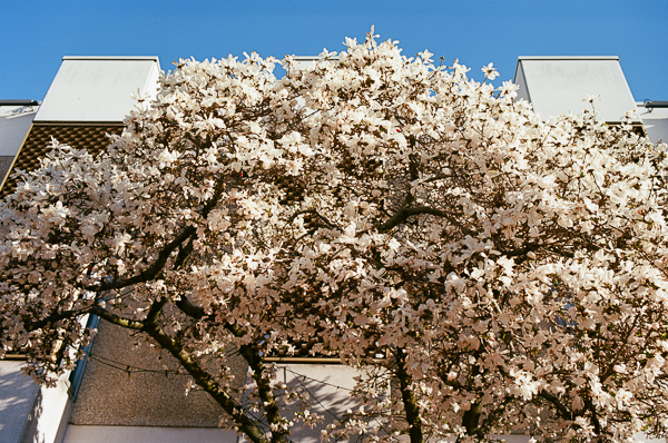 image of a cherry tree