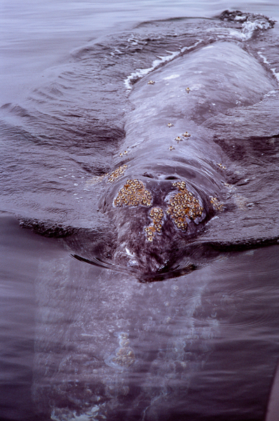 A grey whale on the surface of the water