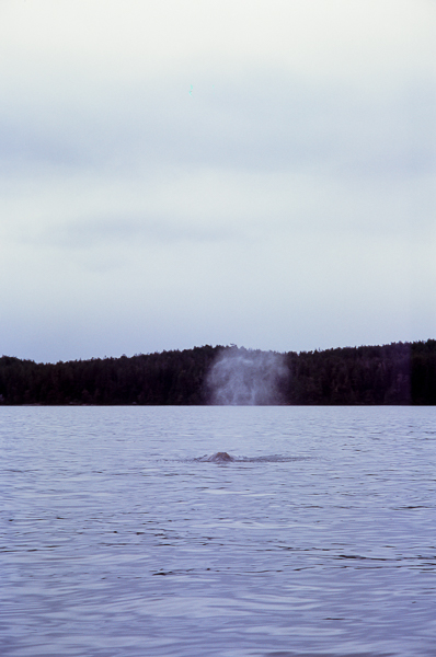 An image of a grey whale spout