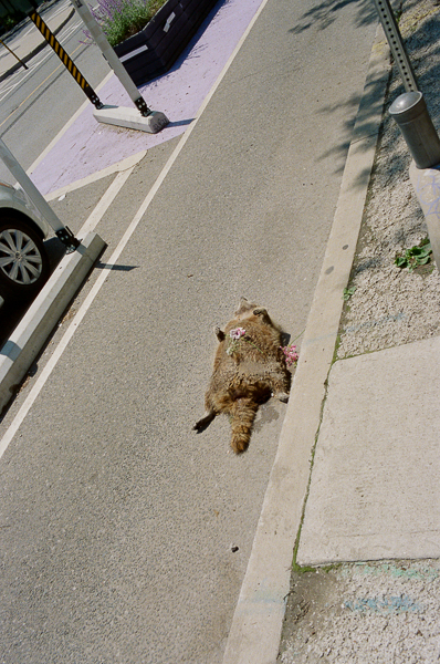 an image of a dead raccoon with flowers placed on it
