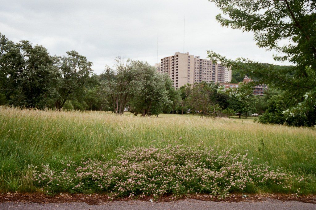 A landscape scene of a field with flowers