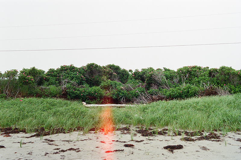 photo of rosebushes on a beach